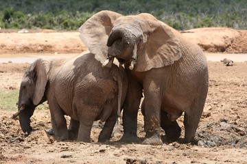 Fototapeta premium Elephant Fun