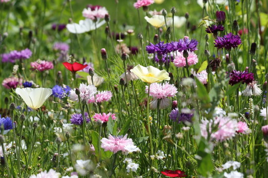 fleurs champêtre