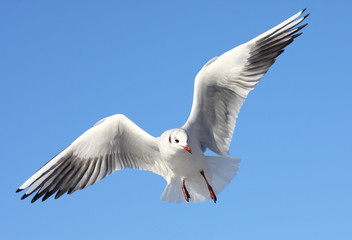 Möwe