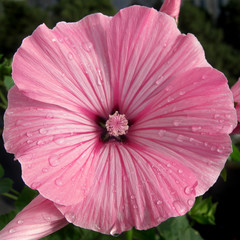 Malvenblüte