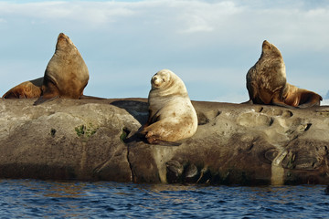 Fototapeta premium Three Wild Male Steller Sea Lions