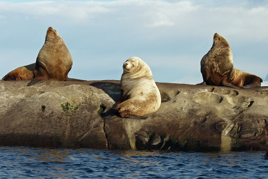 Three Wild Male Steller Sea Lions