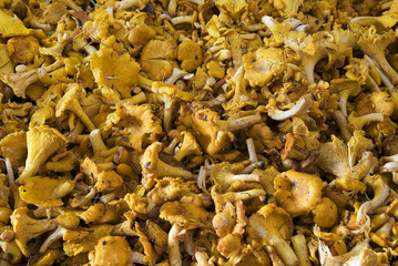 Mushrooms сantharellus cibarius