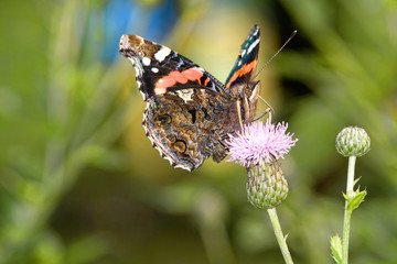 Red admiral