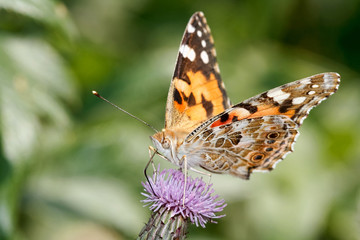 Obraz premium Painted lady