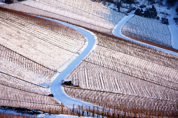 Weinberg im Winter