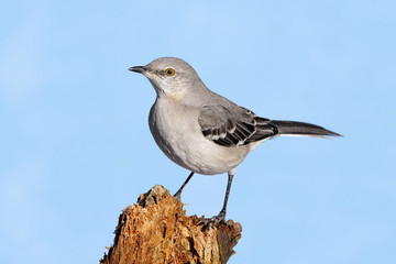 Mockingbird On A Stump