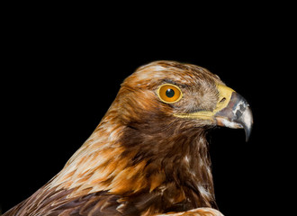 eagle
