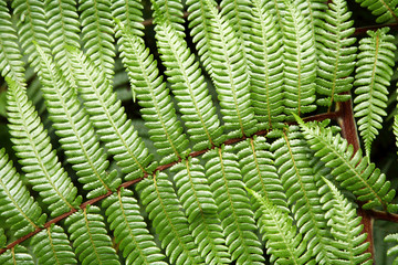 Ferns