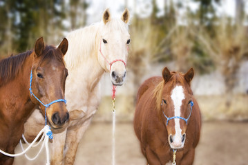 Three Pretty Horses