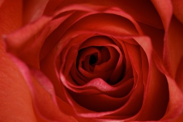 Red rose closeup