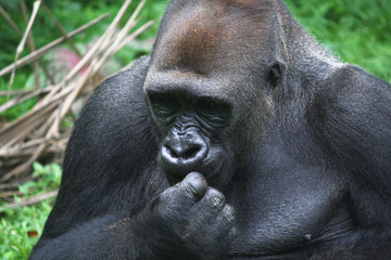 Gorilla