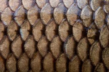 Fototapeta premium fish scales texture