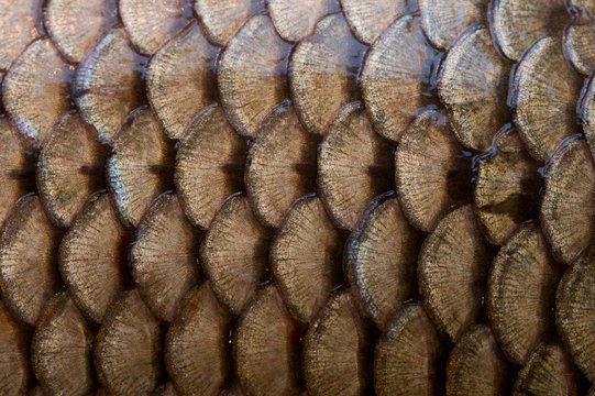 A Close Up Shot Of Fish Net Material Stock Photo, Picture and