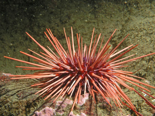 Red Sea Urchin (Strongylocentrotus franciscanus)
