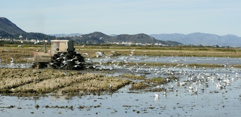 Rice tractor, wet rice fields and seagulls