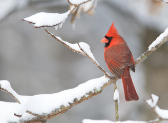 Northern Cardinal after snowstorm