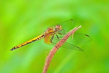 yellow dragonfly in the parks