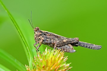 brown grasshopper in the parks