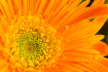 Orange marguerite