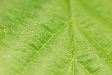 textured green leaf