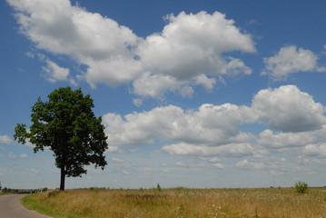 Fototapeta premium Tree at road