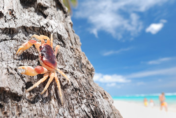 Crab on palm