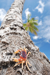 Crab on palm