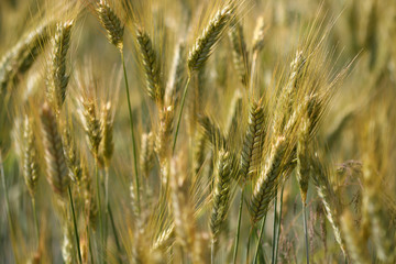 view of golden wheat field in summer filling frame