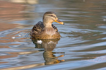 Mallard