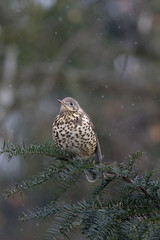 Mistle thrush