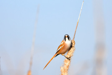Bearded reedling