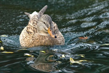 Mallard