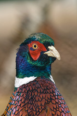 Common Pheasant