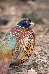 Common Pheasant