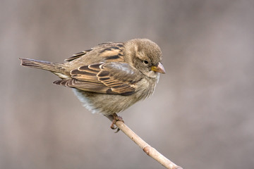 Sparrow