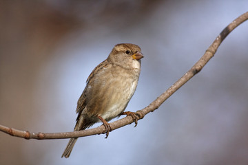 Fototapeta premium Sparrow