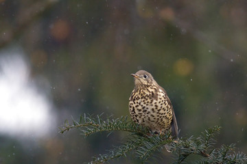 Mistle thrush