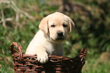 Adorable petit Labrador dans un panier d'osier