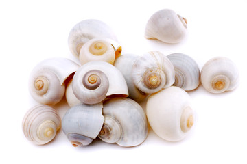 Several different seized shells over white background