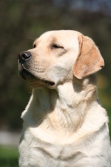 Portrait quart profil gauche du labrador