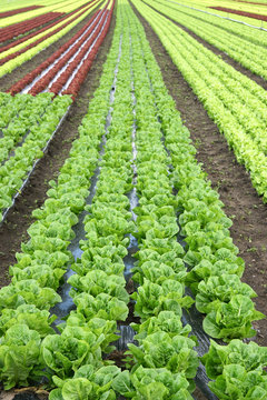 Agriculture live - lettuce in the fields