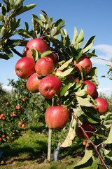 apples in the sun on tree branch
