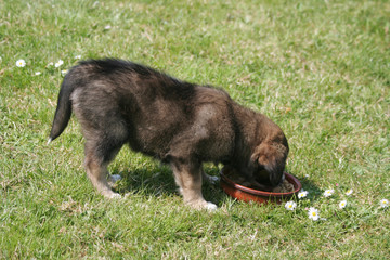 jeune border collie la gueule dans la gamelle
