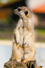 Suricate