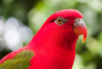red parrot closeup
