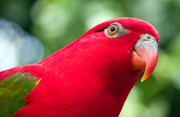 red parrot with green wings