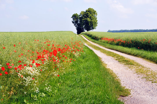 Mohnfeld mit Weg
