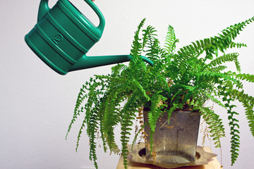 Green gardening watering fern