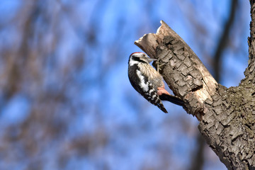Middle Spotted Woodpecker